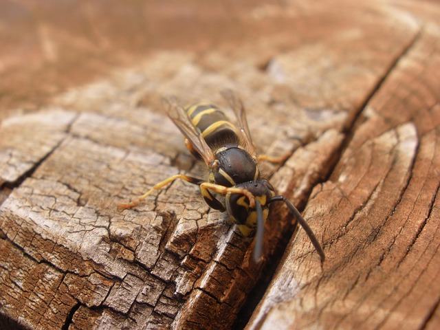 How Often Should You Use Flonase  A Practical Guide