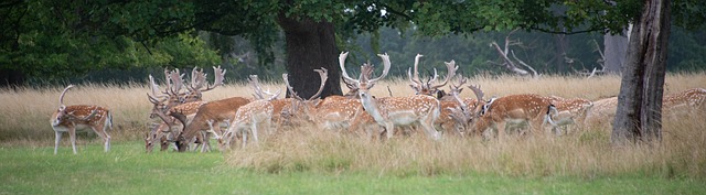 How Much Does a Brace Cost  A Complete Guide for 2025