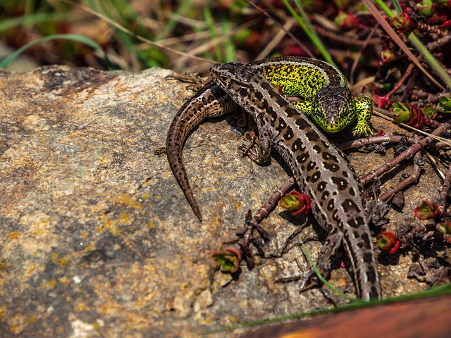 Learn Calculus: A Beginner’s Guide to Mastering the Fundamentals