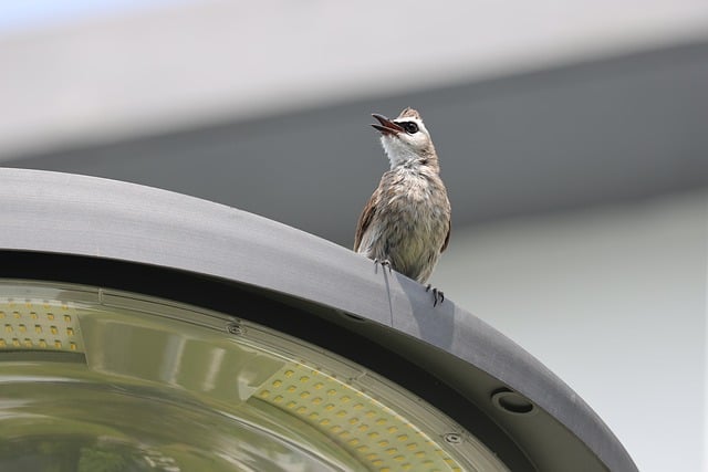 How to Make an International Call: A Step‑by‑Step Guide