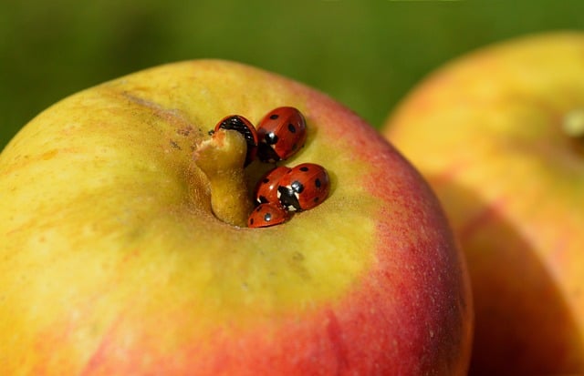 How to Obtain a DOT Number: A Step‑by‑Step Guide