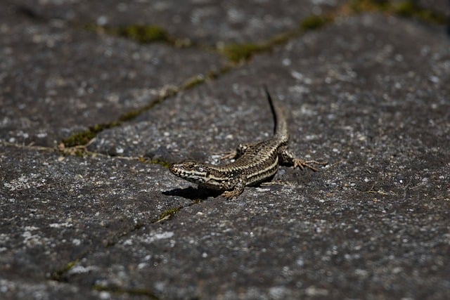 How to Train Your Dragon: Live‑Action Guide