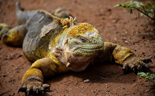 How to Train Your Dragon TV Series: A Complete Guide