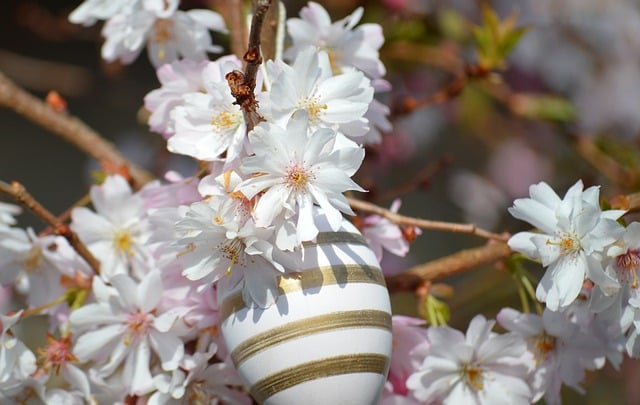 How Long Do Chickens Lay Eggs  A Complete Guide