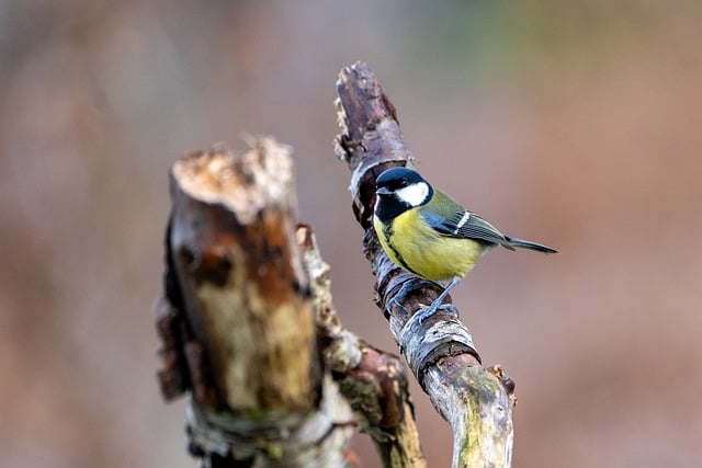 Learn English Near Me: Find the Best Local Language Courses