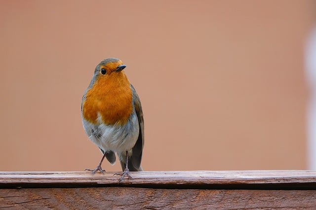 Learn English for Free: Practical Tips and Top Resources