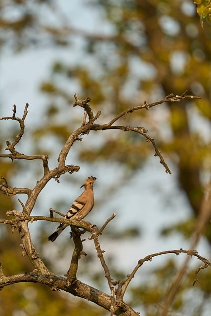 How to Get Free Food: Practical Tips   Insider Secrets