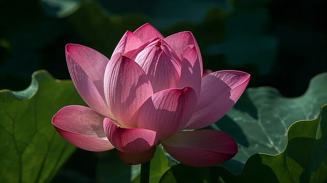 Learn Something New Every Day: A Simple Guide to Continuous Growth