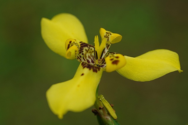 Learn Irish: A Practical Guide to Mastering the Celtic Language