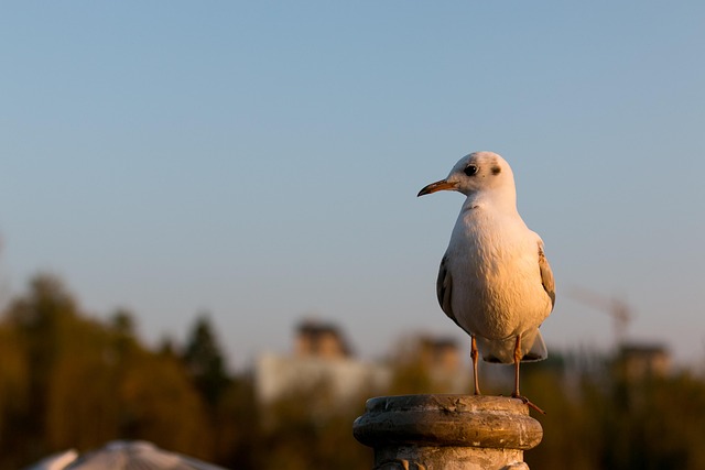 Learn JSON: A Beginner’s Guide to Mastering Data Interchange