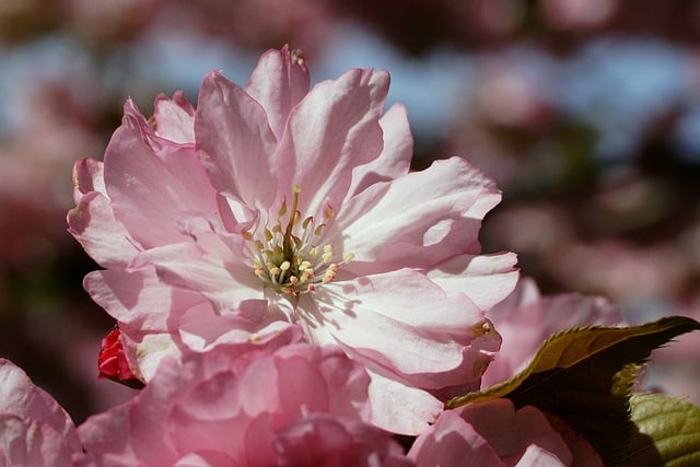 Learn Japanese: A Practical Guide for Beginners