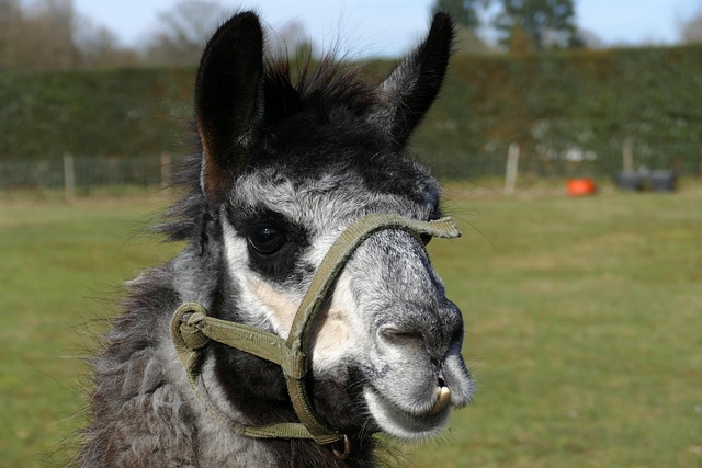 How to Fix an Overbite: Effective Treatments and Tips