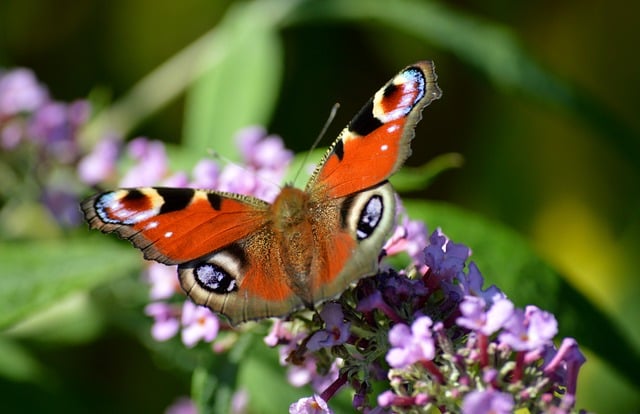 How Much Is Peacock TV  A Complete Pricing Guide for 2025