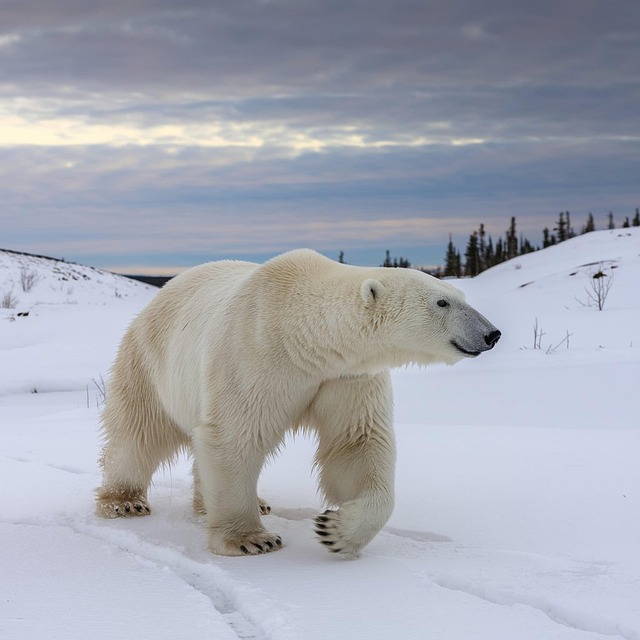 How Big Are Polar Bears  Size Facts and Surprising Stats