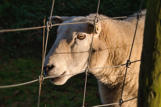 Population of the World: Current Estimates and Trends