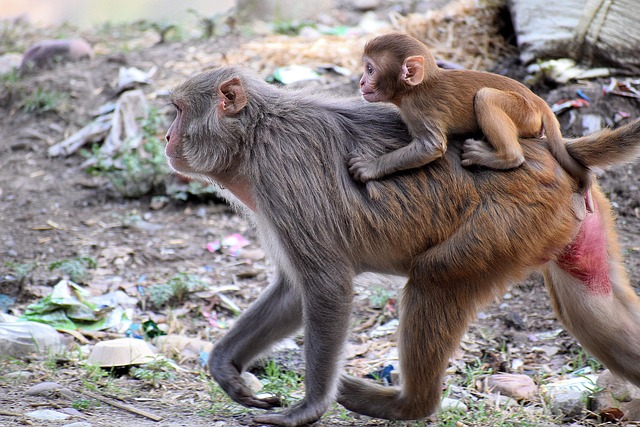 Learn Ethical Hacking: A Beginner’s Guide to Cybersecurity Mastery