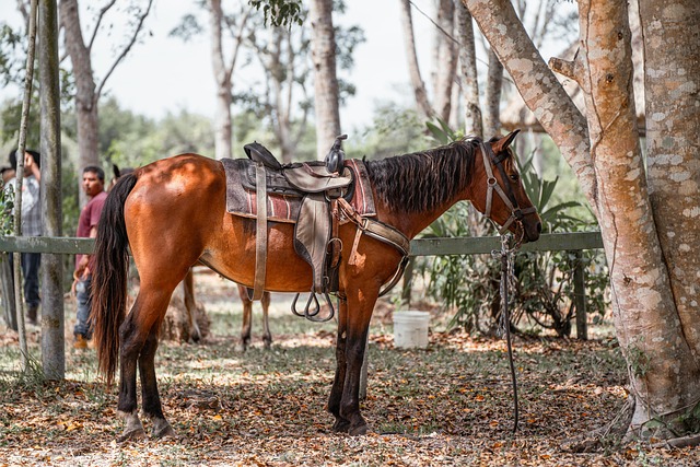 Learn Spanish Online for Free: Your Complete Guide to Fluency