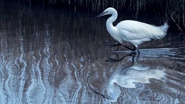 How to Stream Fox: A Simple Guide for Every Viewer