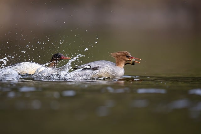How to Watch Impractical Jokers: A Complete Guide