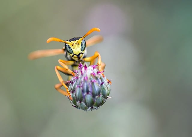 Wasp Nest Removal: Safe and Effective Methods