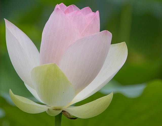 How Much Does a Water Softener Cost 